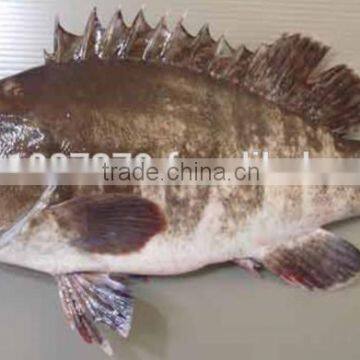 Kue Epinephelus Bruneus Longtooth Grouper