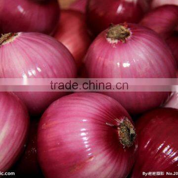 FX-128-3A Full Automatic Onion Skin Removal Machine(Whatsapp:+0086-15123231520)