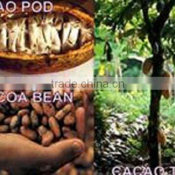 Indonesia Cocoa Bean