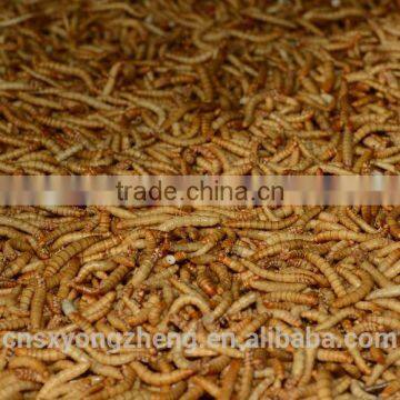 Canned Freeze Drying Mealworms photo-5