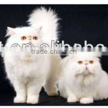 Cat Diet Cat Food Cat Meal photo-6