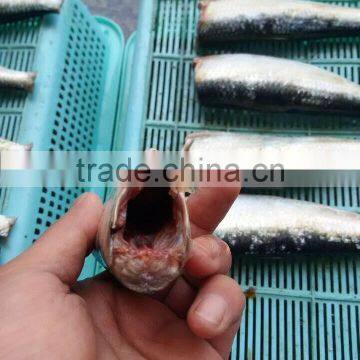 Frozen Sardine HGT With Competitive Price China Origin photo-2