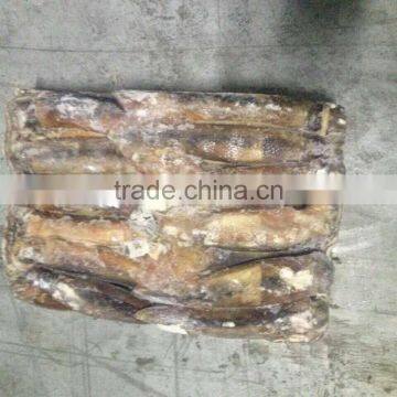 Frozen Illex Argentinus Squid for Sale photo-3