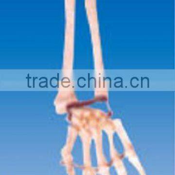 Hand bone with ulna and radius