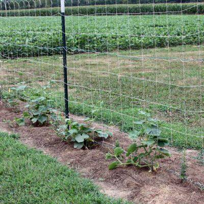 Umweltfreundliche Y-förmige Stahl-Drahtpfahl-Gartenzaunpfosten Y-Pfosten Stern-Pfahl-Gartenzaunpfosten photo-4