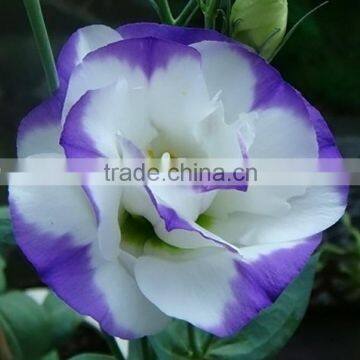 Gift new arrival provide high quality fresh eustoma