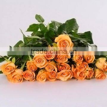 Gift Queen's Day fresh speaking rose