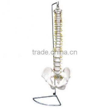 MCT-KN-007 Spine with Pelvis Model