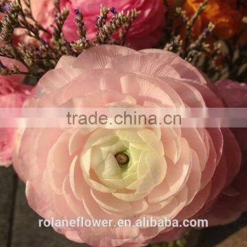 Valentine's Day Wholesale Good Quality Bright Yellow Fresh Fan Columbine From China photo-4