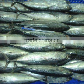 Bullet Tuna