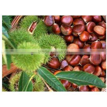 Fresh chestnut