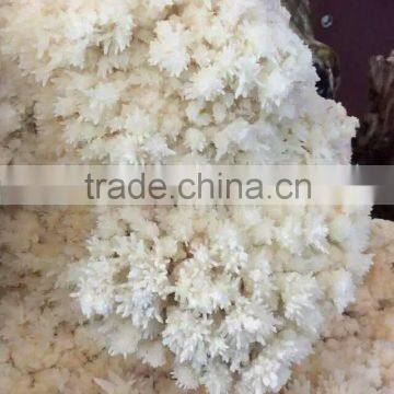 Wholesale Vharming Amazing Nature White Crystal Quartz Cluster for Home Decoration photo-2