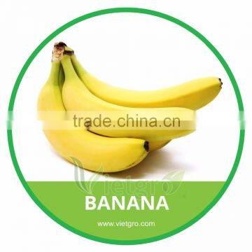 HIGH QUALITY FRESH BANANA // VIETNAMESE FRESH FRUIT