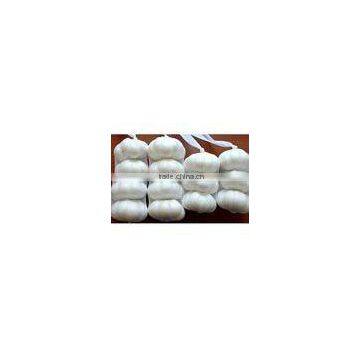 Jinxiang garlic