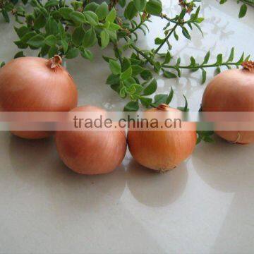 2011 chinesegreenfarm yellow onion fresh