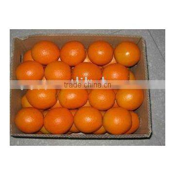 Chinese Fresh Navel Orange