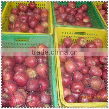 Gansu Fresh Huaniu Apple