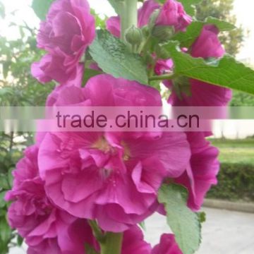 China shanghai supply High quality Althaea rosea flower seeds for planting