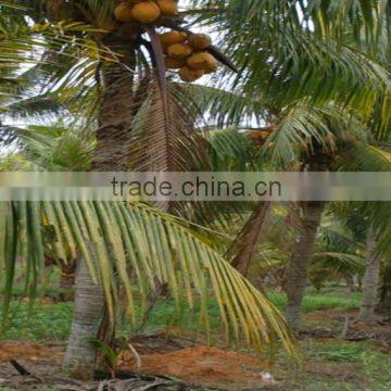 Natural Coconut Fruit Palm Tree
