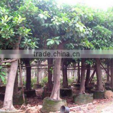 Ficus Altissima