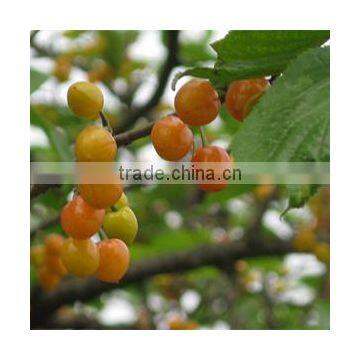 Fruit Tree Seedling