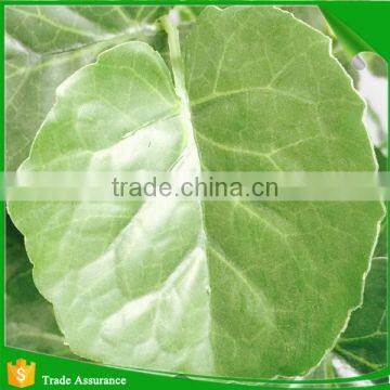 Artificial Simulation Cheap Pterocarya Tree photo-2