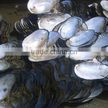 Wholesale natural raw river shells for button making