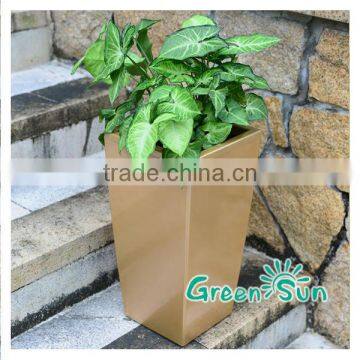 Healthy plant green christmas flower pots