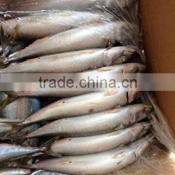 Frozen FIsh Mackerel Fish photo-3