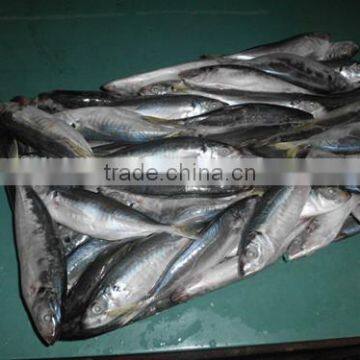 Frozen Horse Mackerel 18cm From China