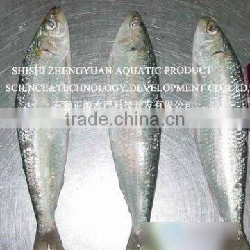 Frozen Seafood Sardines Fish Supplier