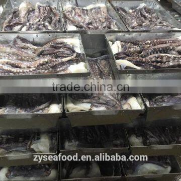 Whole Giant Loligo Peru Squid for Canning photo-2