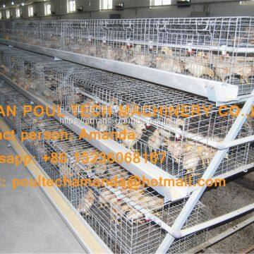 Kuwait Chicken Farming Chicken Supplier A Type Pullet Cage & Day Old Chick Cage Equipment with 90-200 Chicken