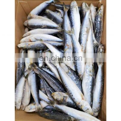 Best selling IQF packing frozen sardine fish