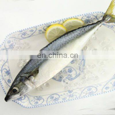 frozen pacific mackerel fish mackerel frozen mackerel prices