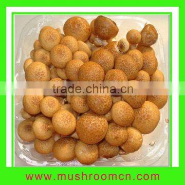 Brown beech mushroom(hot sale)