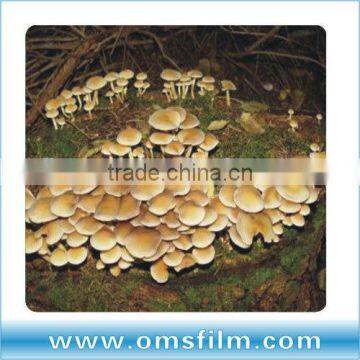 Agricultural reflective greenhouse covers, greenhosue film