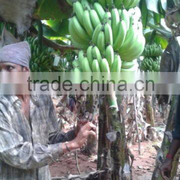 Green Fresh Cavendish Banana From India photo-5