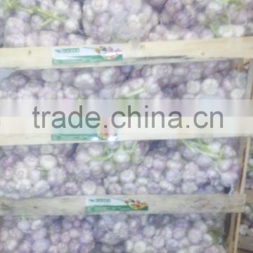 Fresh White Garlic