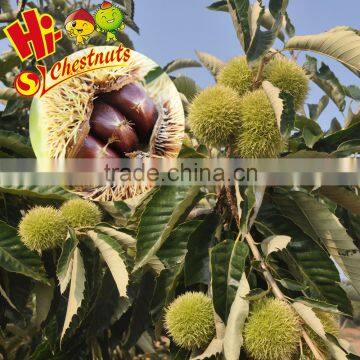 Organic Fresh Chestnut wholesale Chestnuts Price