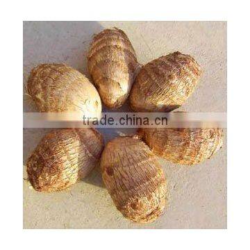 2013 chinese fresh taro