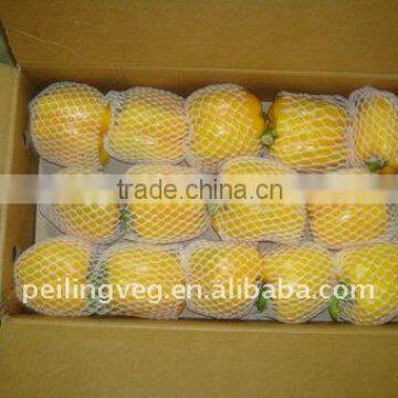 2013 NEW CROP FRESH BELL PEPPER photo-5