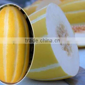 High Quality Hybrid F1 Yellow Peel With Stripes Sweet Melon Seeds For Growing-Improved Gold Inlaid With Jade