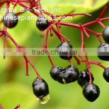 Elderberry Extract Powder