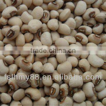 Northeast China pink cowpea