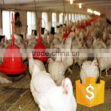 China poultry automatic feeder and drinker