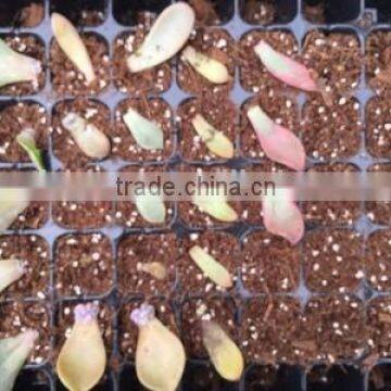 204cells hydroponic seed germinator trays, 0.8mm thickness, 165g