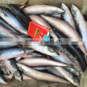 Frozen Food(Frozen Pacific Mackerel)