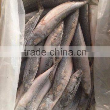 150-200g , seafrozen pacific mackerel , 15kg ctn