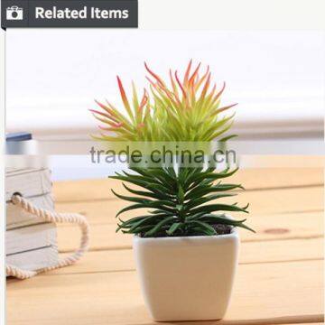 Cutest Succulent Plants Wholesale Mini Tropical Plants photo-3